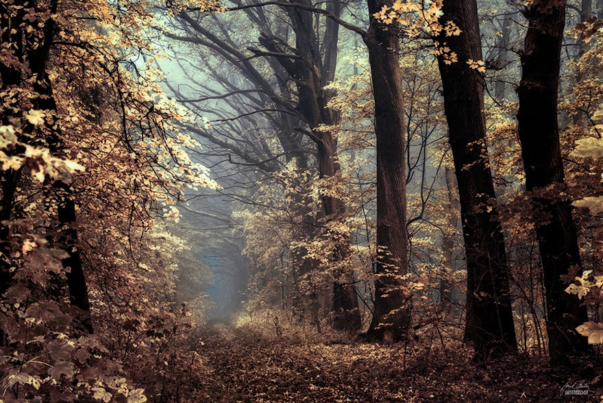 fotografia-bosques-otono-janek-sedlar (15)