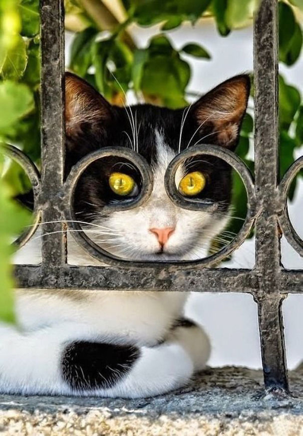 20 Fotos de gatos tomadas en el momento justo