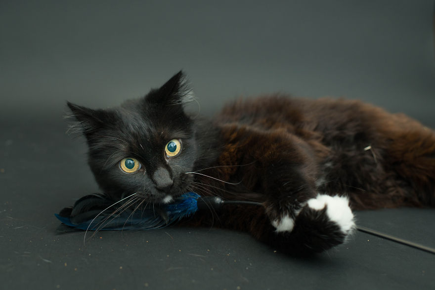 Hago fotos de los gatos negros de los refugios para animar a adoptarlos