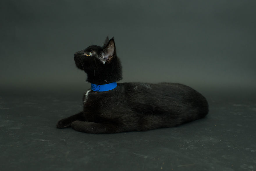 Hago fotos de los gatos negros de los refugios para animar a adoptarlos
