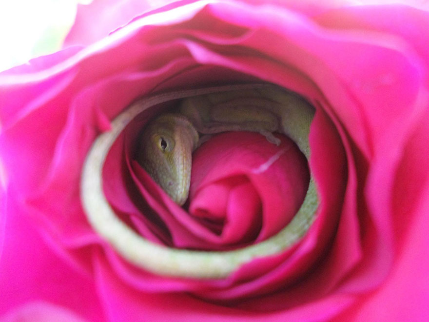Este lagarto utilizó una rosa como cama y el resultado es adorable