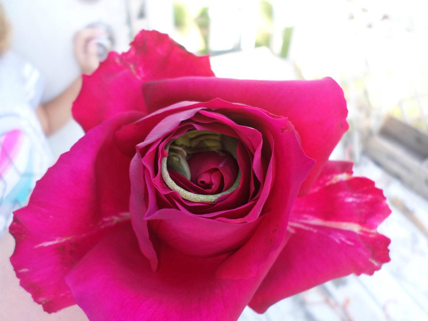 Este lagarto utilizó una rosa como cama y el resultado es adorable
