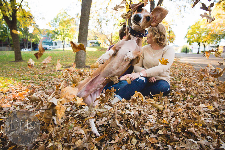 Este perro salchicha hizo photobomb en las fotos de compromiso de sus dueños