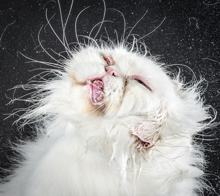 Divertidos retratos de gatos sacudiéndose, por Carli Davidson