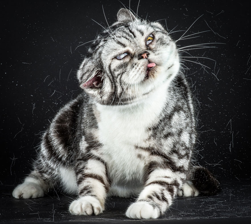 Divertidos retratos de gatos sacudiéndose, por Carli Davidson
