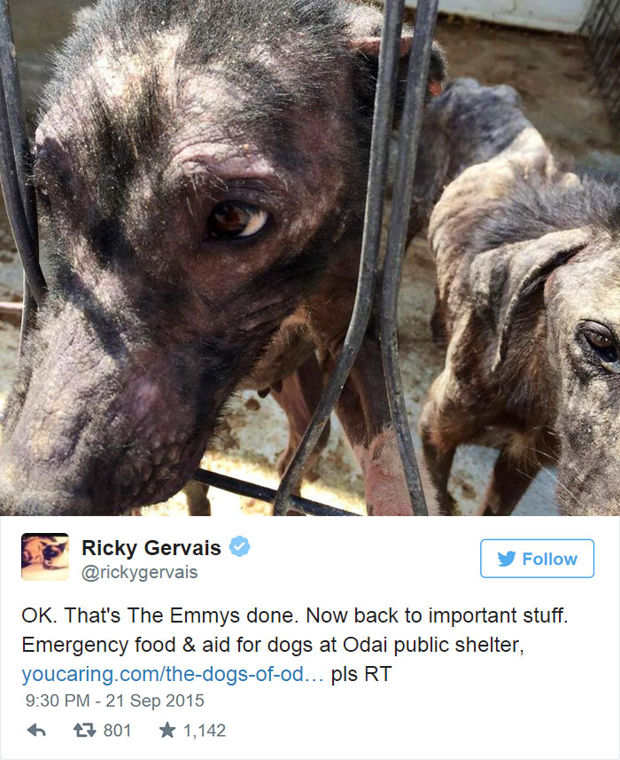 Un tuit de Ricky Gervais salva a 650 perros hambrientos y abandonados