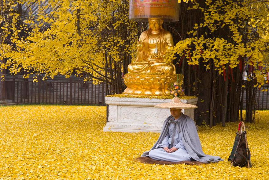 arbol-ginkgo-hojas-caidas-templo-budista-china (4)