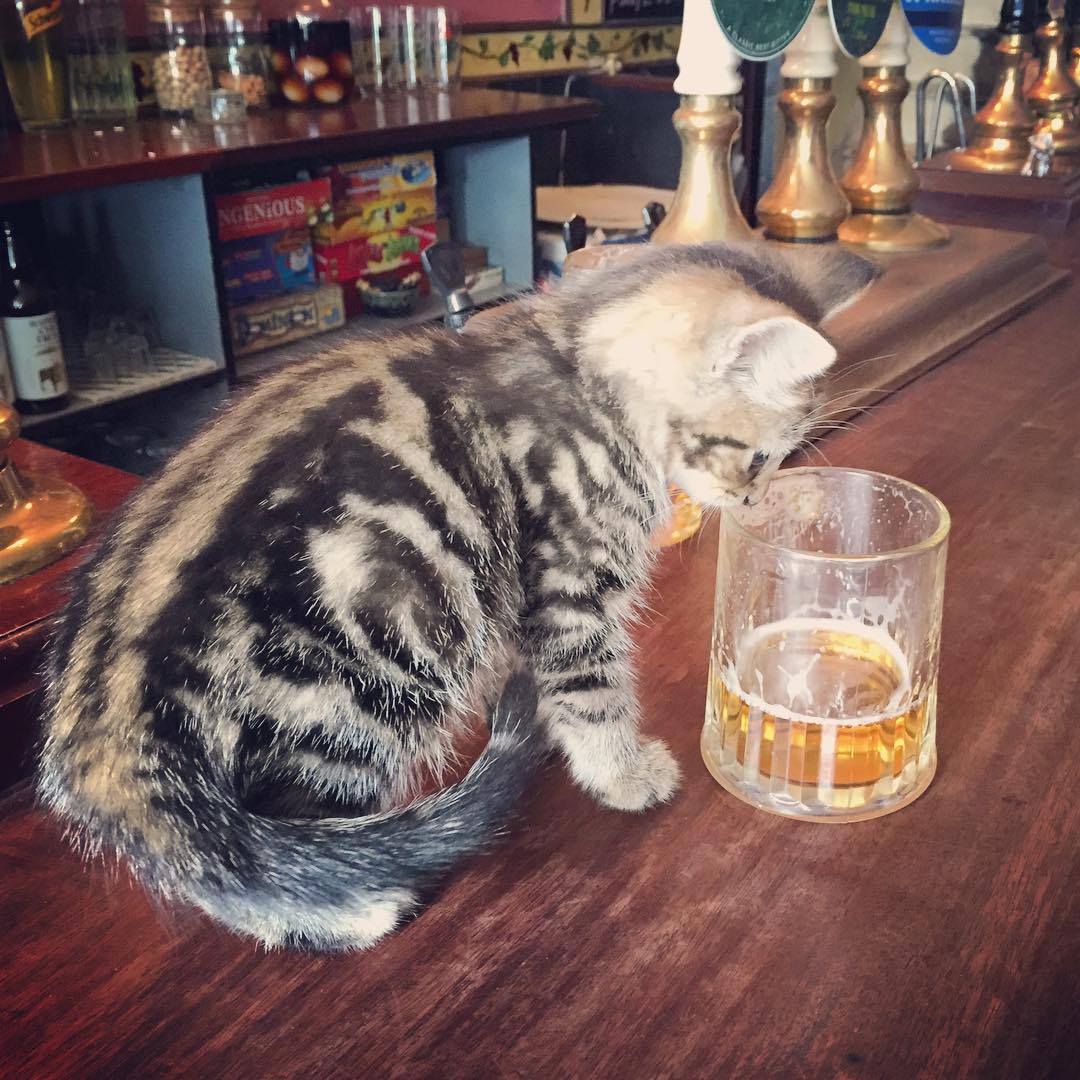En Reino Unido hay un pub lleno de gatos que deberías visitar ahora miausmo