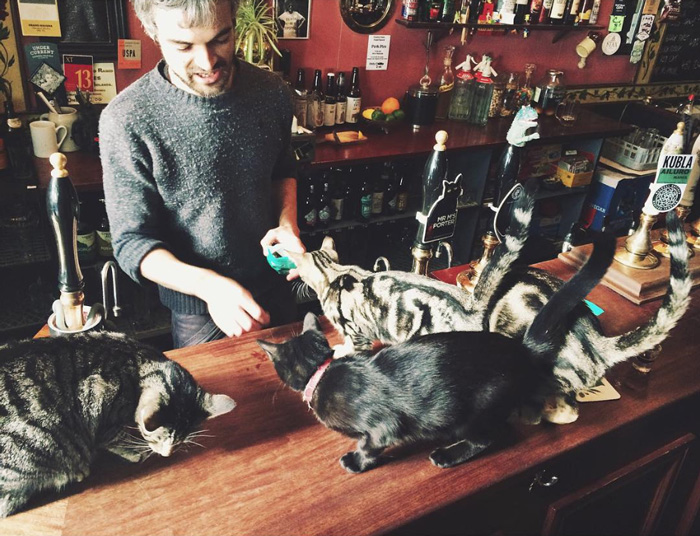 En Reino Unido hay un pub lleno de gatos que deberías visitar ahora miausmo