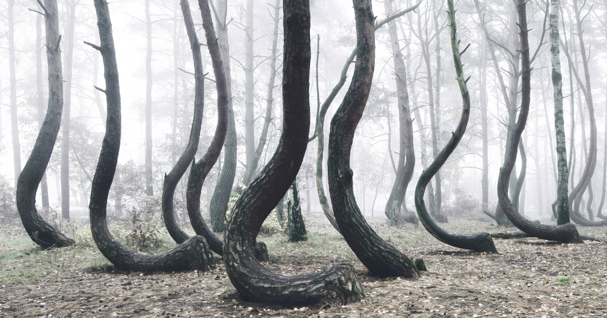Este curioso bosque de Polonia con 400 árboles combados es aún un misterio para la ciencia | Bored Panda