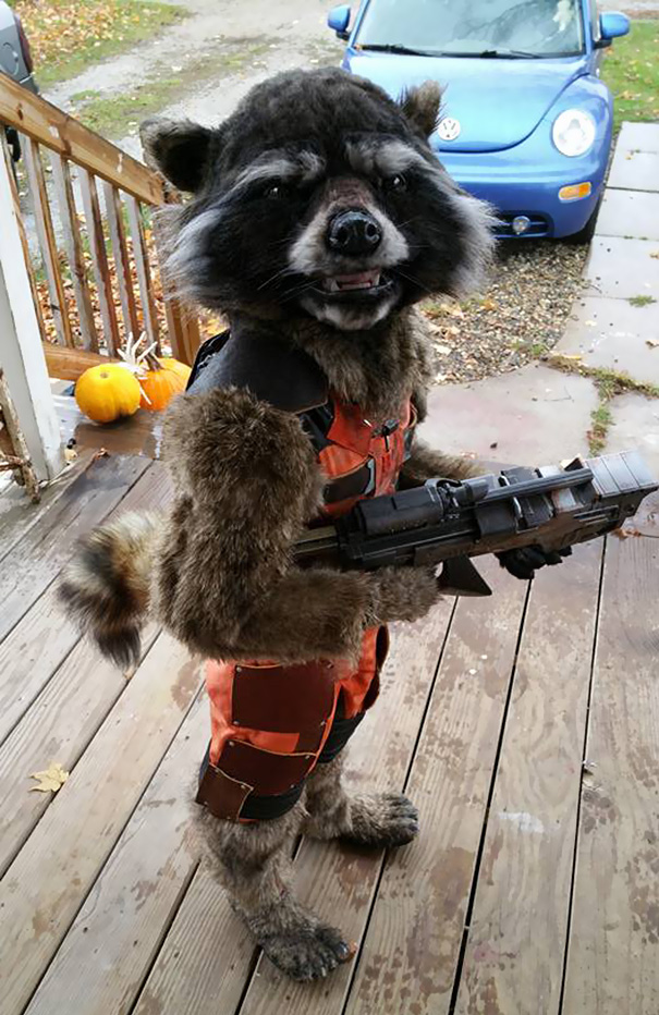 disfraz-halloween-rocket-raccoon-chase-borchardt (2)