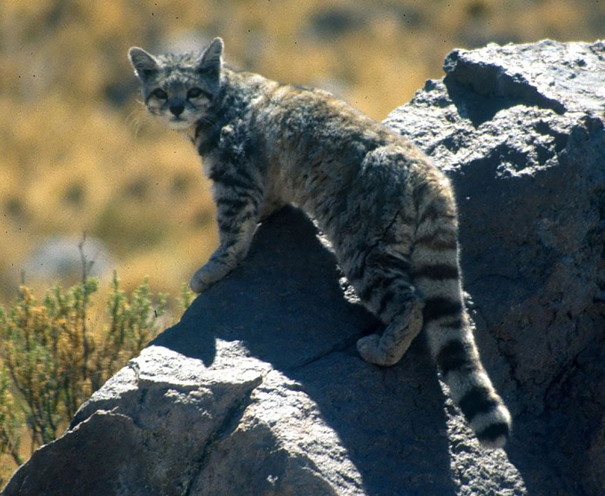 21 Especies curiosas de felinos salvajes que probablemente no conocías