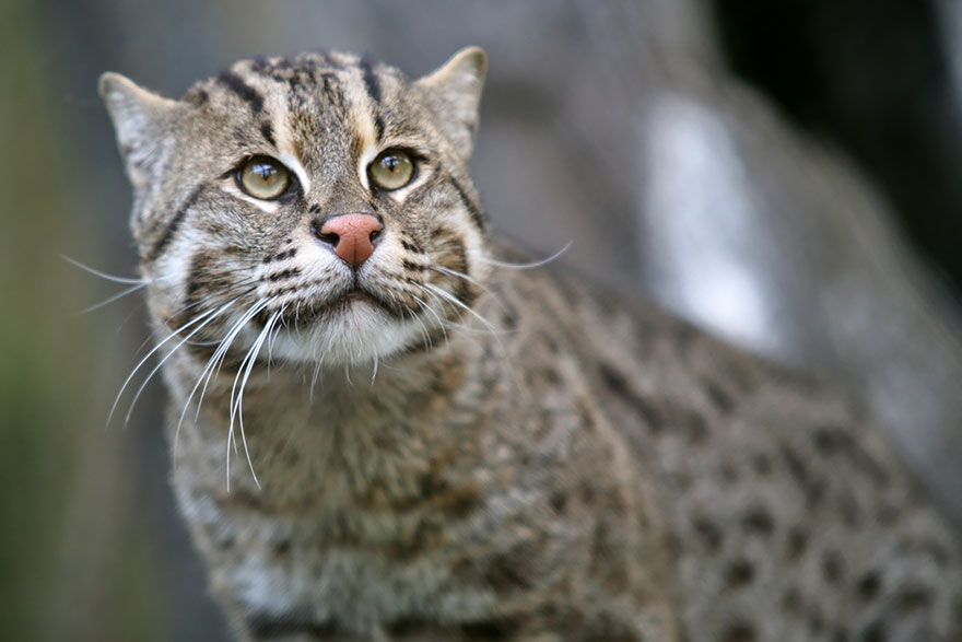21 Especies curiosas de felinos salvajes que probablemente no conocías