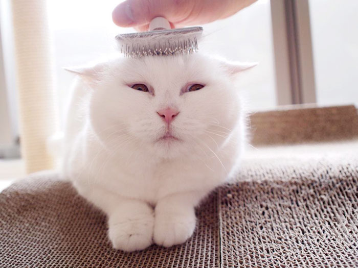 Esta gata de 17 años es la estrella de internet más perezosa de todo Japón