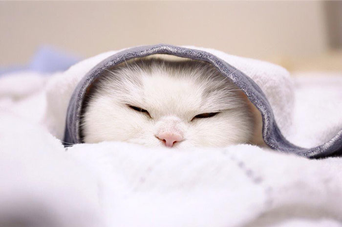 Esta gata de 17 años es la estrella de internet más perezosa de todo Japón