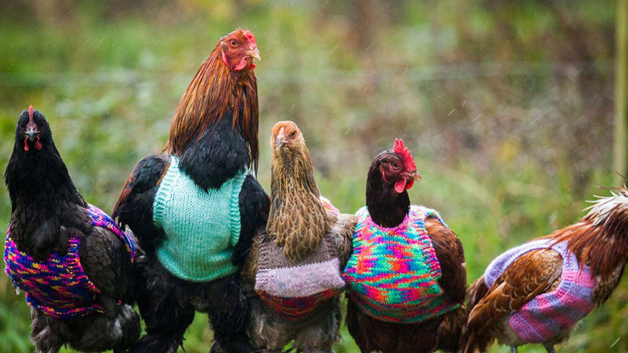 Diminutos jerséis tejidos a mano para dar calor a estas gallinas rescatadas