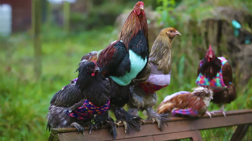 Diminutos jerséis tejidos a mano para dar calor a estas gallinas rescatadas