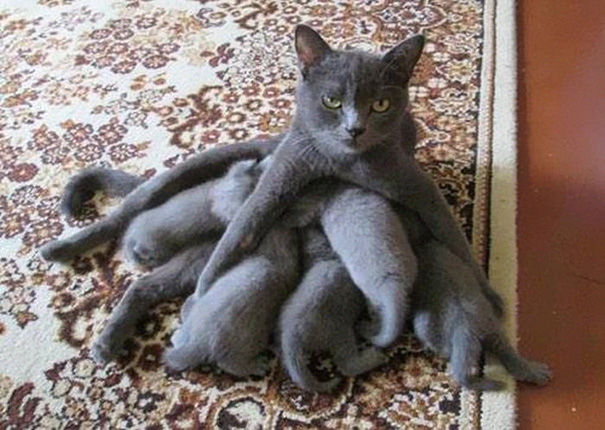 15 Orgullosas mamás gato con sus gatitos