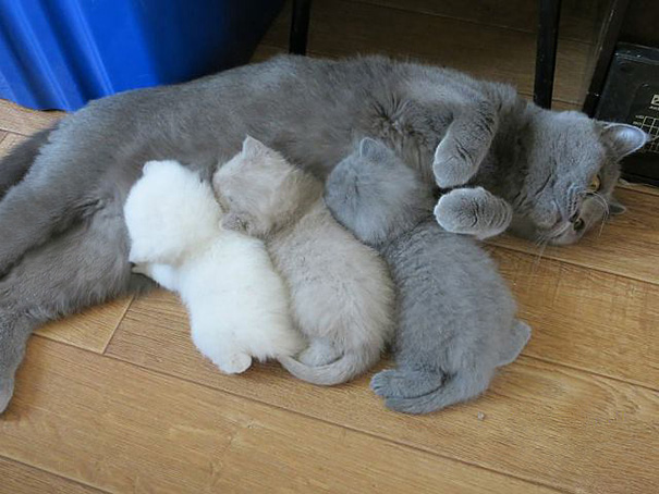 15 Orgullosas mamás gato con sus gatitos