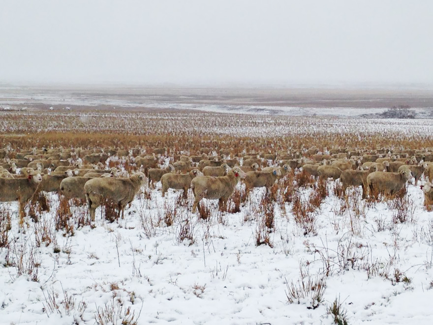 Hay 550 ovejas en esta foto. ¿Puedes encontrarlas?