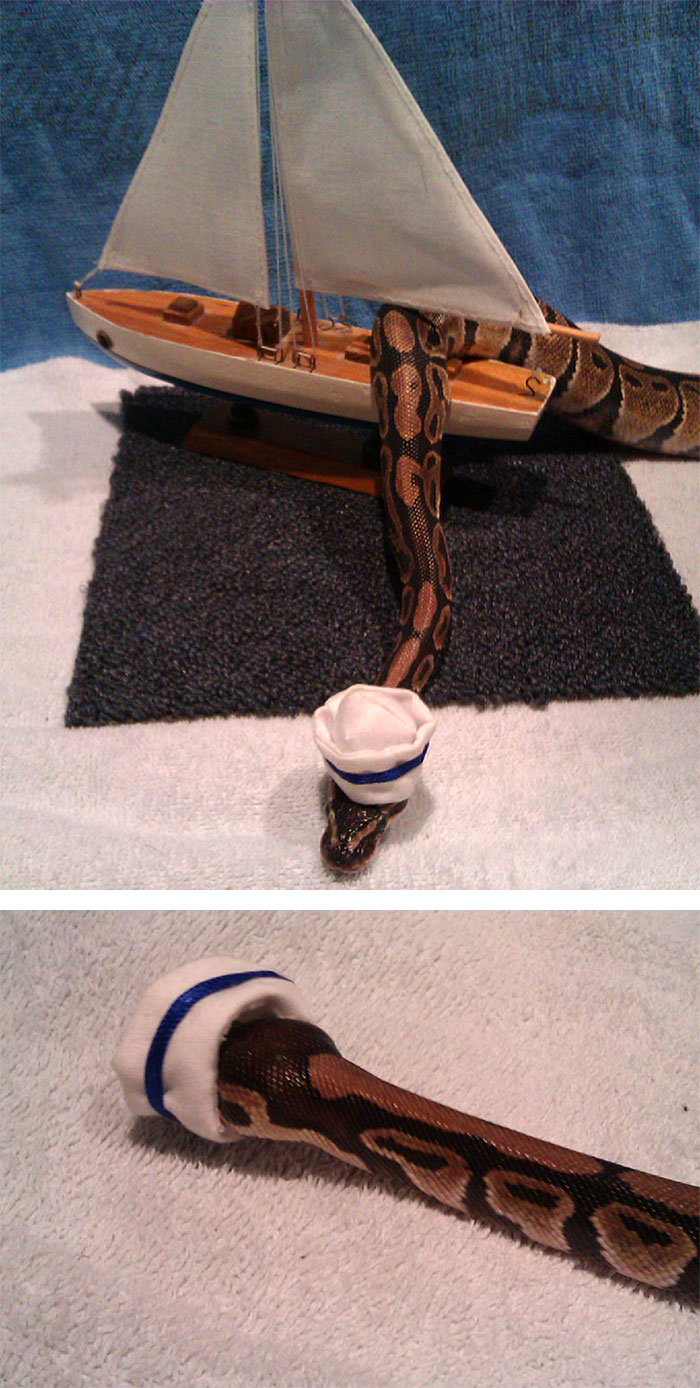 serpientes-llevando-sombrero (10)