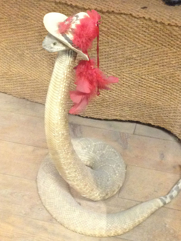 serpientes-llevando-sombrero (3)