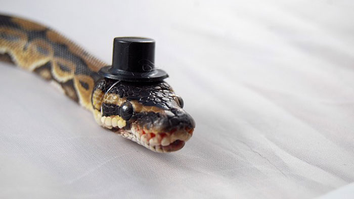 serpientes-llevando-sombrero (4)