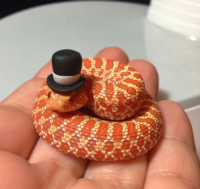 serpientes-llevando-sombrero (9)
