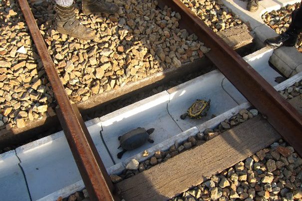 tuneles-para-proteger-tortugas-ferrocarriles-Japon (2)