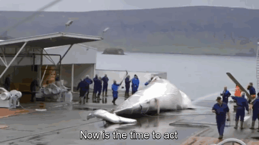 La caza ilegal de ballenas en Islandia provoca un ataque a las páginas web del gobierno por Anonymous
