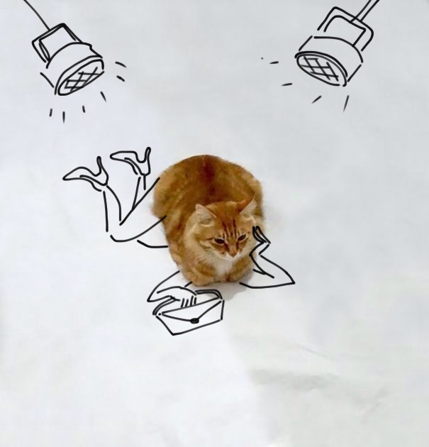 meme-foto-gato-dibujos-divertidos (7)