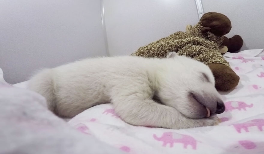 Mira a este osito polar abandonado haciendo ruiditos mientras duerme con su peluche