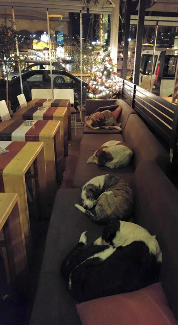 Esta cafetería permite que los perros callejeros duerman en su interior por las noches tras irse los clientes