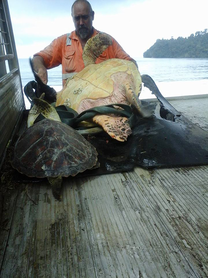 Este hombre compra tortugas en el mercado para devolverlas al mar