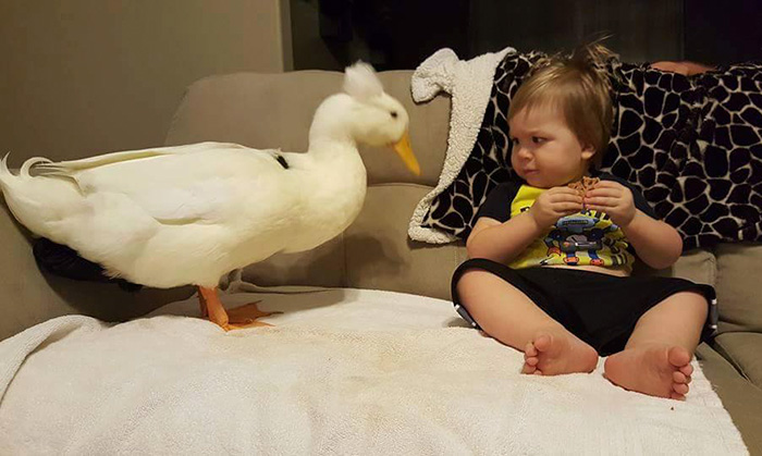 Este pato se convierte en el protector de este niño y le sigue por doquier