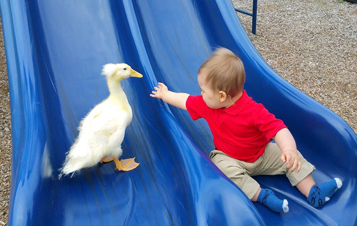 Este pato se convierte en el protector de este niño y le sigue por doquier
