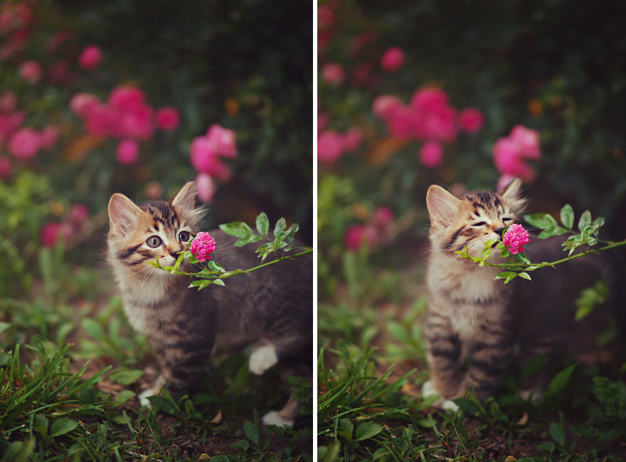 15 Animales adorables mientras huelen flores