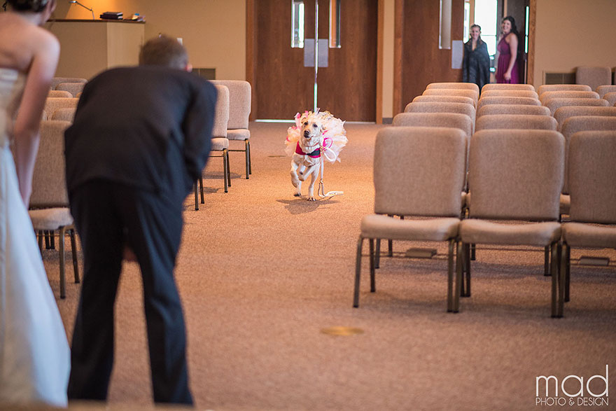 Este perro de asistencia consiguió calmar el ataque de ansiedad de la novia en el día de su boda