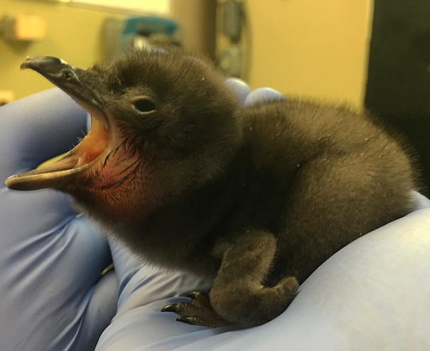 El zoo de Cincinnati bautiza como "Bowie" a su más reciente cría de pingüino