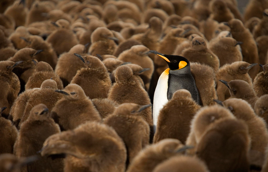 20 Preciosas fotos para celebrar el Día de concienciación por los pingüinos