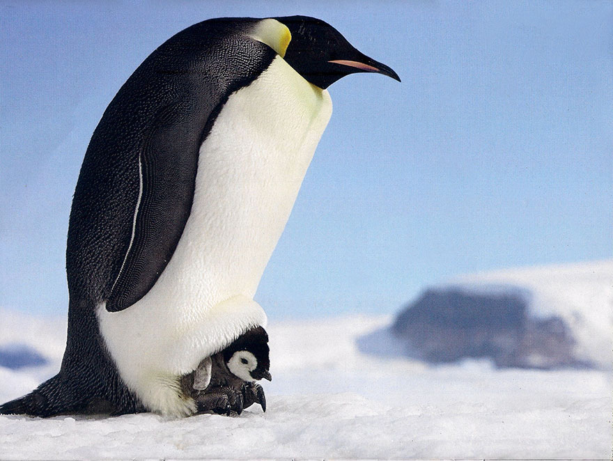 20 Preciosas fotos para celebrar el Día de concienciación por los pingüinos