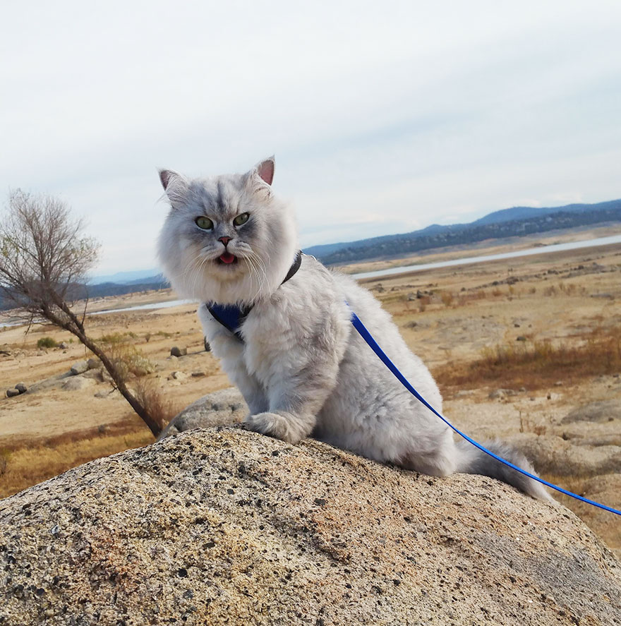 Este es Gandalf, un gato viajero que tiene mejores vacaciones que tú