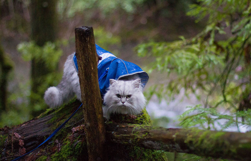 Este es Gandalf, un gato viajero que tiene mejores vacaciones que tú
