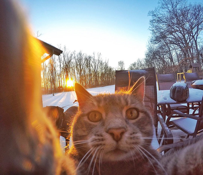 Este gato se hace selfies mejor que tú