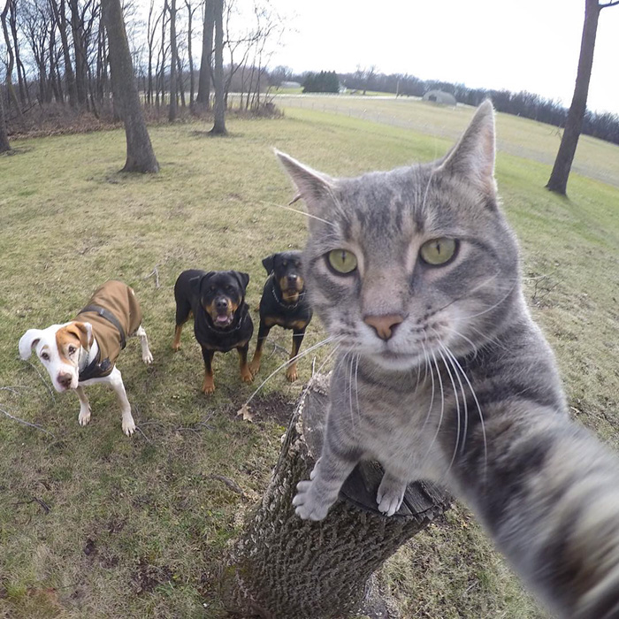 Este gato se hace selfies mejor que tú