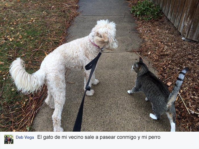 Este gato volvió a casa con una nota revelando que tiene una familia secreta