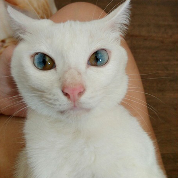 Los ojos de este gato parecen contener el universo entero