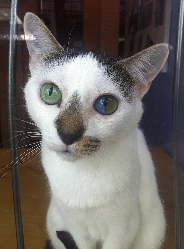 Los ojos de este gato parecen contener el universo entero