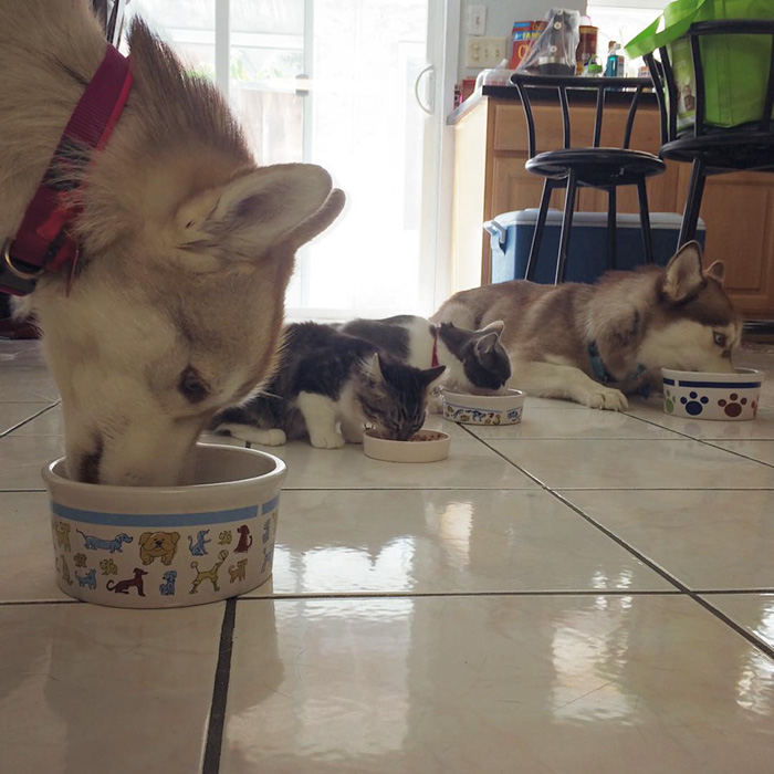 Estos 3 huskies se hicieron los mejores amigos de este gato tras salvarlo de morir