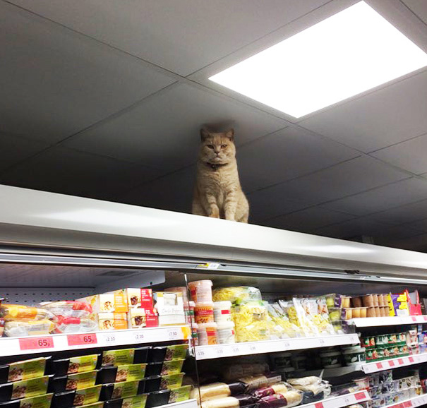 gato-supermercado-sainsburys-londres-olly-oliver (3)
